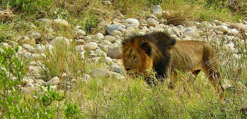 Kruger National Park South Africa, Male Lion 