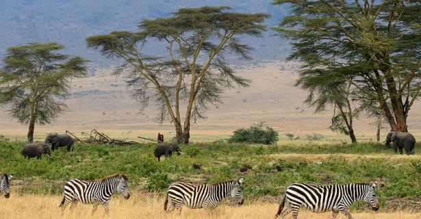 Serengeti Safari,Tanzania 4WD Campervan Rental,zebra,elephant