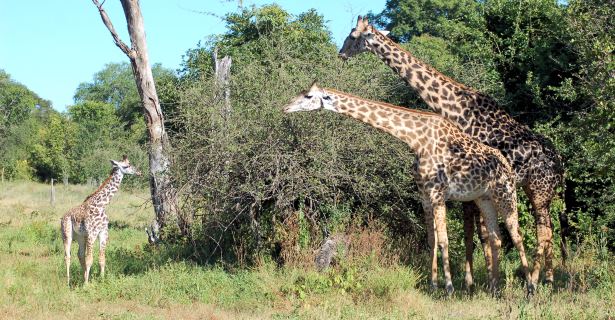 Safari in Zambia,giraffe,Zambia 4WD Campervan Rental