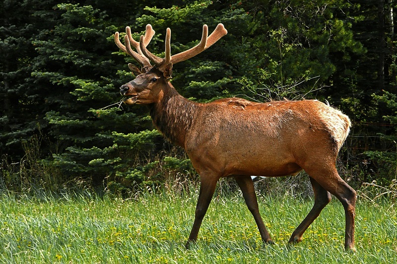 Elk in Banff National Park, Alberta, Canada
