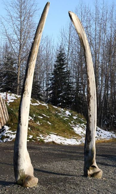 Whale Bones at Alaska Native Heritage Centre