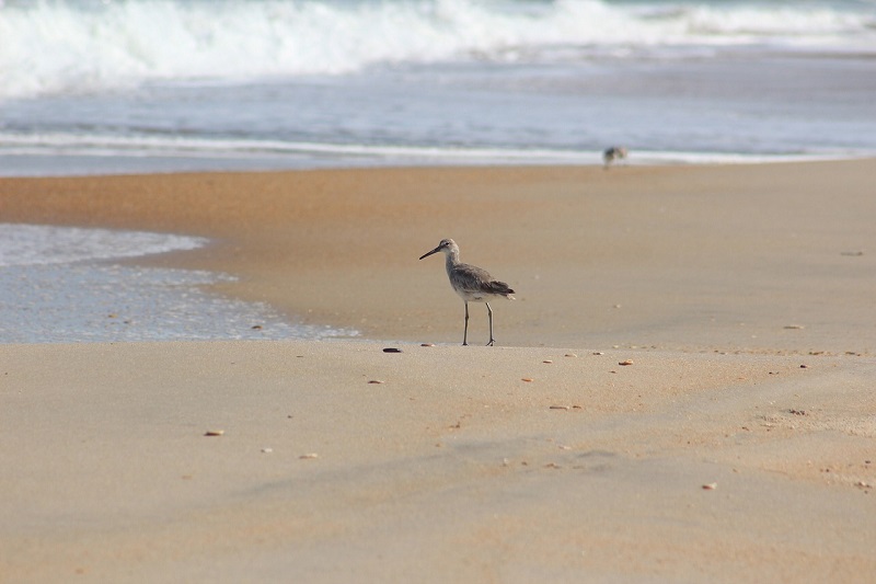 Cape Hatteras Beach vacation, Sandpiper at Cape Hatteras