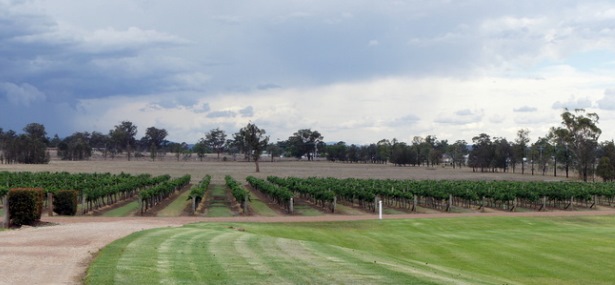 Hunter Valley vineyard near Denman, NSW, Pacific Highway Scenic Drive, Australia Motorhome Rental, Campervan Hire & RV Rentals Sydney to Brisbane