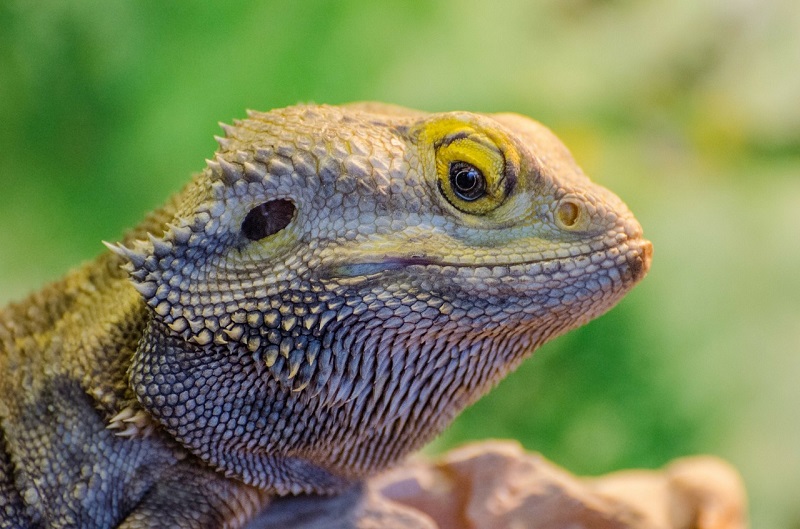 Driving Across the Nullarbor Plain, Nullarbor Bearded Dragon