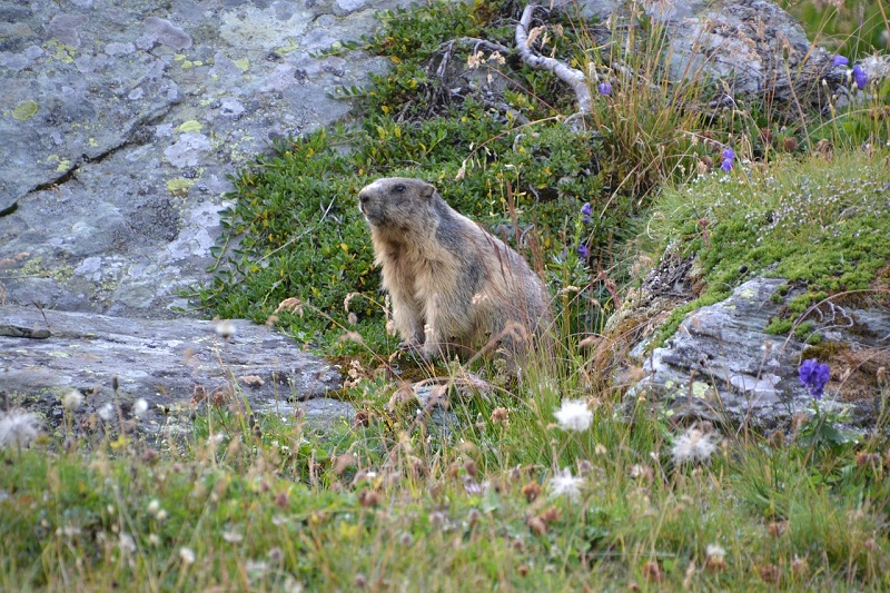 Grossglockner High Alpine Road, Austria, Marmot
