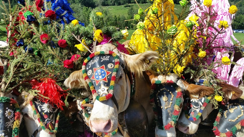 Hahntennjoch Pass, Austria, Almabtreib Cow Train Festival