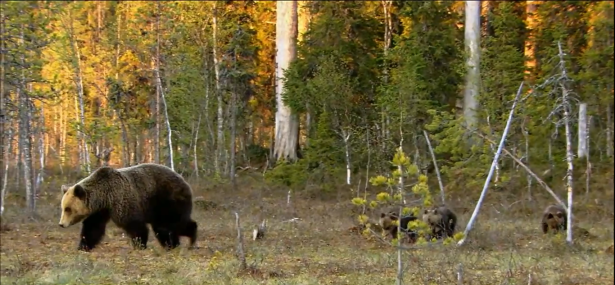 Brown Bear with cubs in Northern Finland near the Arctic Circle, Finland Motorhome Rental