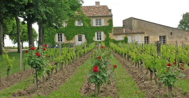 Vineyards in Saint Emilion,Bordeaux Motorhome Rental, France