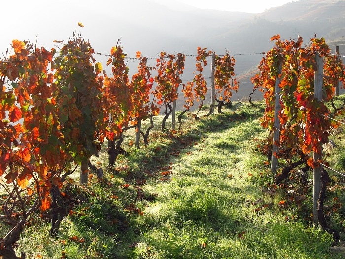 Duoro Valley Vineyards