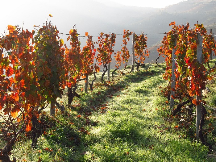 Douro Valley scenic drive, Portugal