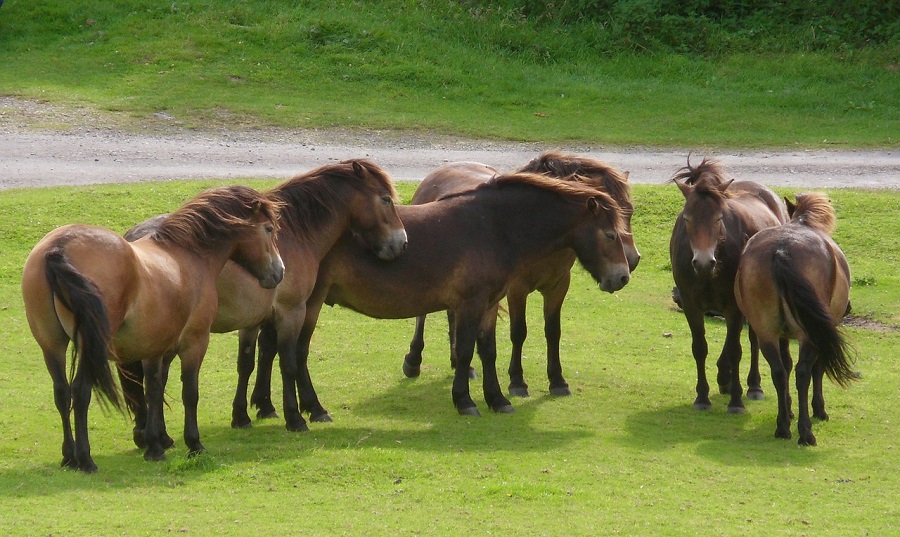 United Kingdom Scenic Drives, Exmoor Ponies