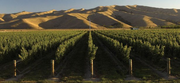 Marlborough Wine Region, classic wine trail, New Zealand