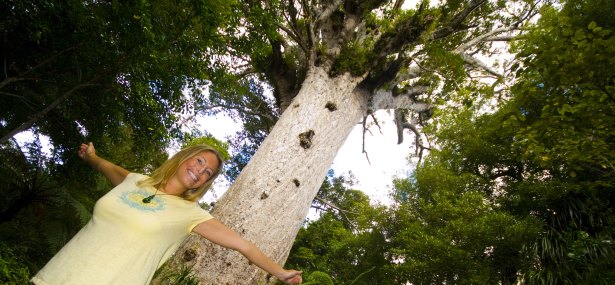 Tane Mahuta in Waipoua Forest, Northland, Twin Coast Discovery Highway