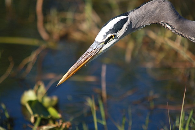 Great Blue Heron, Parque Nacional Everglades, Autocaravana da Flórida