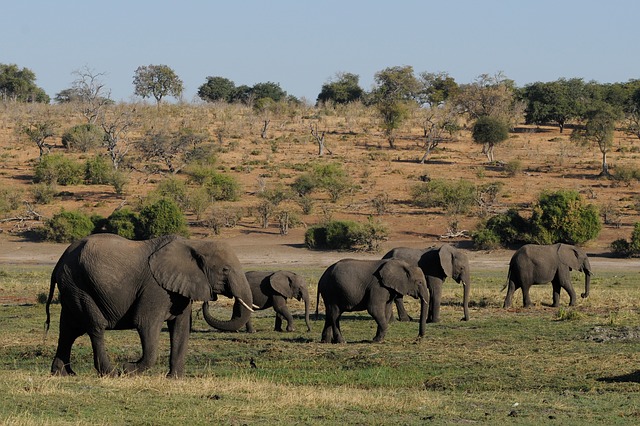 Elephants in Chobe National Park, Botswana