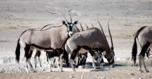 Parque Nacional Etosha, Aluguer de Campervan 4WD, Okahandja na Namibia, Campervan 4WD de aluguer em Okahandja