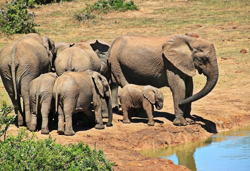 Autocaravana no Parque Nacional Kruger, Parque Nacional Kruger Touring na África do Sul Manada de Elefantes num lago