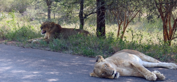 Leões a descansar no Parque Nacional Kruger, Autocaravana de Aluguer na África do Sul
