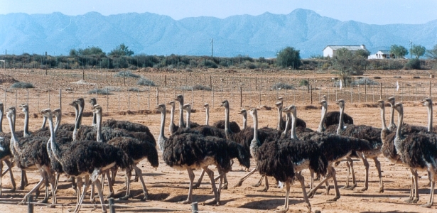 Avestruzes em Oudtshoorn, África do Sul, viagem cênica na Rota 62