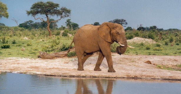 Elefante Macho no Parque Nacional Hwange, Campervan 4WD de Aluguer no Zimbabué