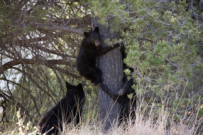 Viagem Rodoviária pelo Oeste de Texas, Black Bear Cubs, Parque Nacional Big Bend