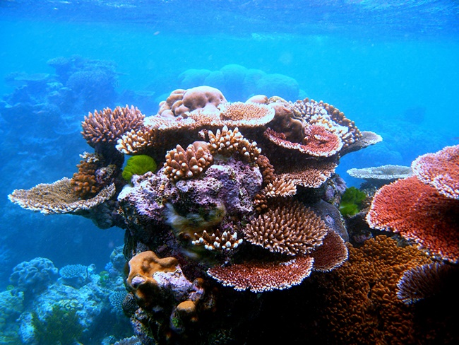 A Viagem Great Tropical, Queensland: Afloramento Coral na Grande Barreira de Corais