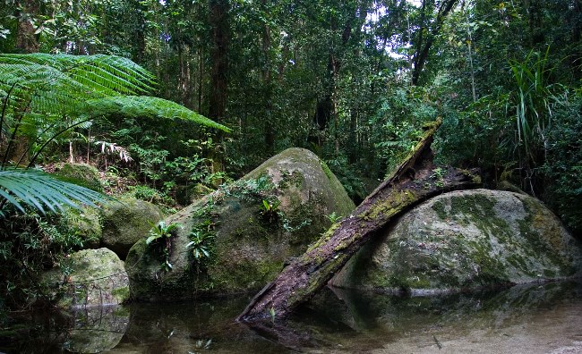 A Viagem Great Tropical, Queensland: Parque nacional de Daintrere