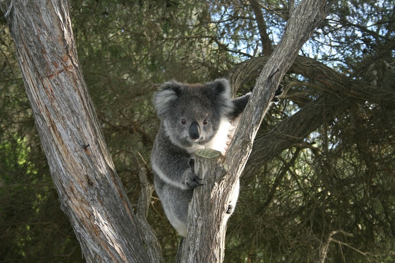 Atrações da Great Ocean Road, Koala em Cape Otway