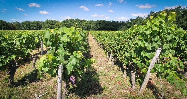 Vinhos do vale do Loire, França