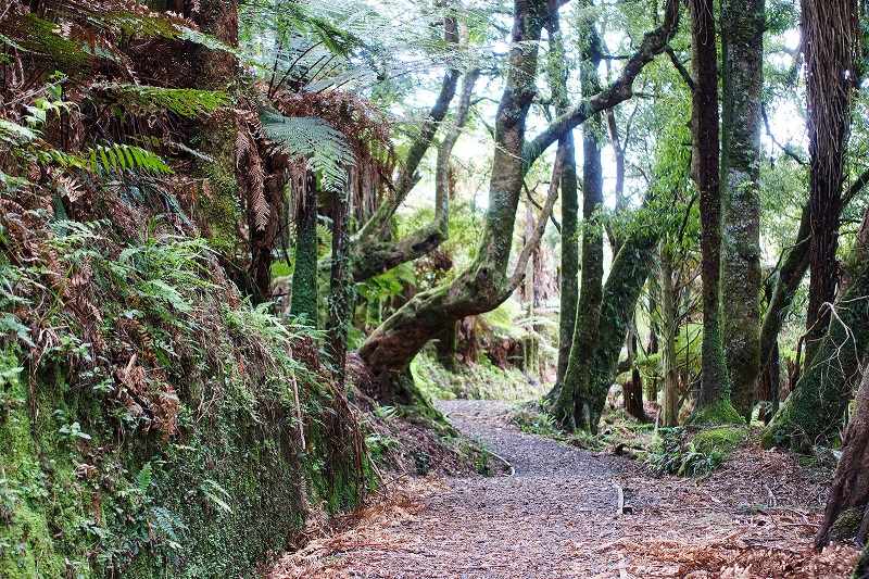 Estrada Forgotten World Nova Zelândia, Floresta Beech