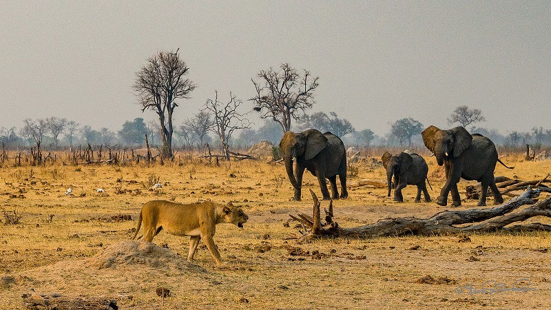 津巴布韦租赁房车, 国家公园的狮子和大象