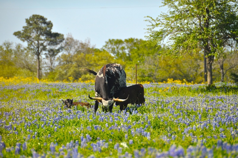 达拉斯房车租赁 - 在线比较美国德州达拉斯RV房车与露营车租赁价格，线上预订您的房车, 春天的德克萨斯长角牛和犊牛： Texas Longhorn Cow with Calves in Spring USA